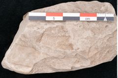 Foto (Detailansicht) von Sapindus subfalcifolius Ettingshausen (NHMW-GEO-2024-0188-10198)